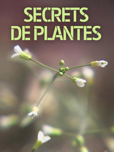 Couverture de Secrets de plantes